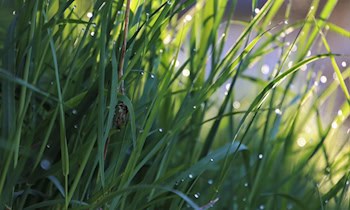 Nebelscheinwerfer von zwei Audis gestohlen