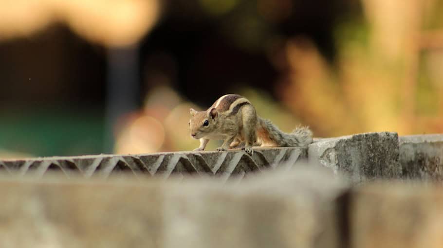 Zaun an Biogasanlage in Zittau beschädigt
