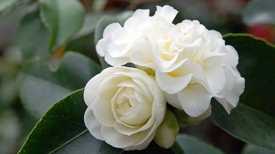 Gewächshaus vandalisiert in Dürrröhrsdorf-Dittersbach