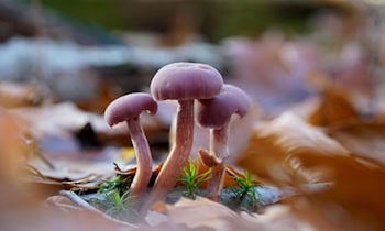 Anlagebetrug mit Fernzugriff bei Senioren