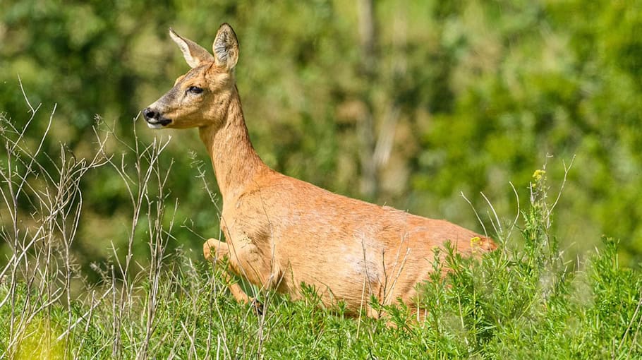 Wildwechsel führt zu Unfall auf Autobahn 72