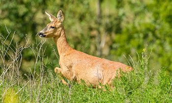 Wildwechsel führt zu Unfall auf Autobahn 72