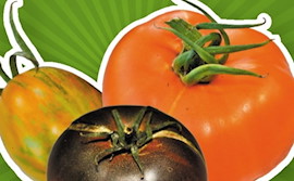 3. Tomaten-Paprika-Tag