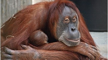Zoo Dresden